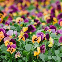 G & G Landscaping