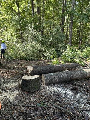 Tree Removal and Stump Grinding - Our tree removal service, we are experts are cutting down trees and we can do it without damaging the trunk. Tree Removal and Stump Grinding - Our tree removal service, we are experts are cutting down trees and we can do it without damaging the trunk.