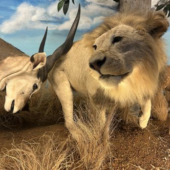 Harber Wildlife Museum - Museums Near Me - Sherman, Texas Harber Wildlife Museum - Museums Near Me - Sherman, Texas