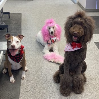 Petsense - Happy Girls - Pet Training Near Me - Clayton, North Carolina Petsense - Happy Girls - Pet Training Near Me - Clayton, North Carolina