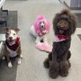 Photo of Petsense