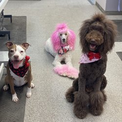 Petsense - Happy Girls