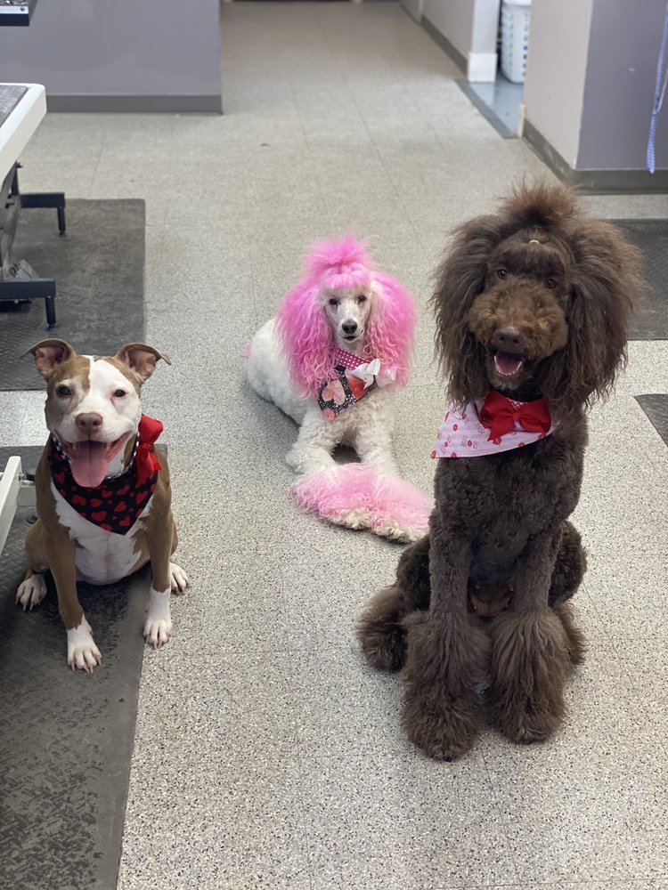 PETSENSE Updated September 2024 821 Town Centre Blvd, Clayton