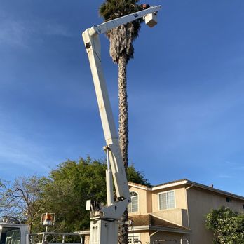 Bob's Tree Service - Tree Services Near Me - Santa Maria, California Bob's Tree Service - Tree Services Near Me - Santa Maria, California