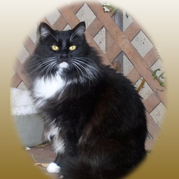 At Home, At Rest Pet Euthanasia - Angel Whiskers - Veterinarians Near Me - San Jose, California At Home, At Rest Pet Euthanasia - Angel Whiskers - Veterinarians Near Me - San Jose, California