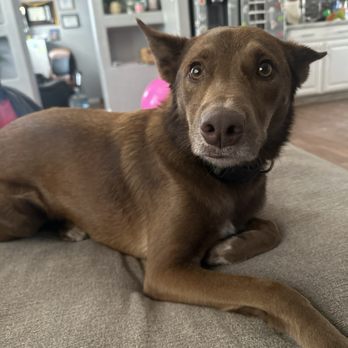 AZ Pet Stylist - Pet Groomers Near Me - Queen Creek, Arizona