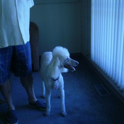 Mr John's Professional Dog Grooming