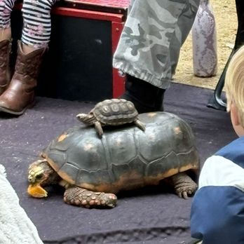 Lizard Lady Reptiles - Performing Arts Near Me Lizard Lady Reptiles - Performing Arts Near Me