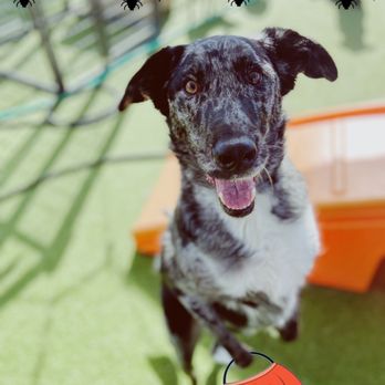 Luckydog Day & Night Care - Pet Groomers Near Me - Springfield, Oregon Luckydog Day & Night Care - Pet Groomers Near Me - Springfield, Oregon