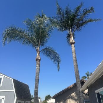 Diamond Tree Service - After - Tree Services Near Me Diamond Tree Service - After - Tree Services Near Me