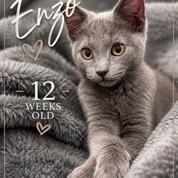 Save-A-Pet - Enzo such a cuddle bug.