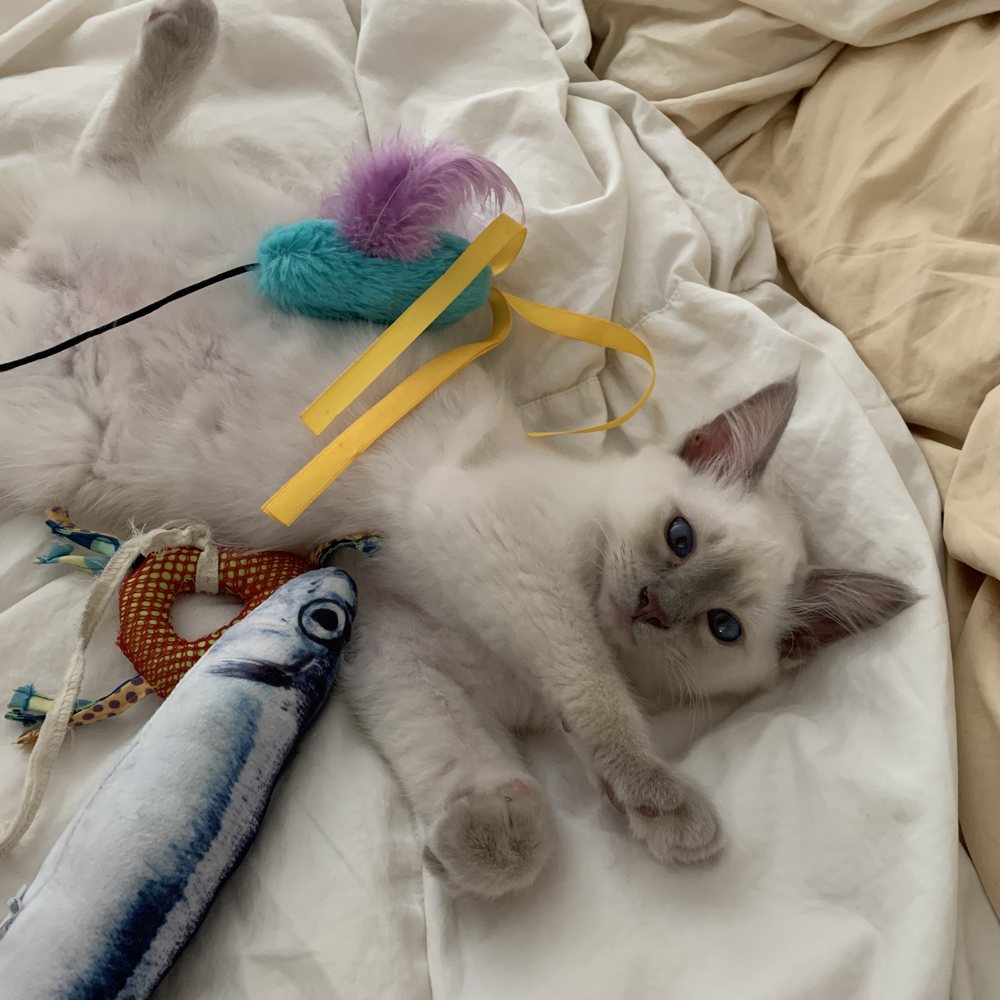 Tresor Cats - Definitely spoiled! - Pet Breeders Near Me Tresor Cats - Definitely spoiled! - Pet Breeders Near Me