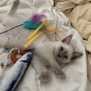 Tresor Cats - Definitely spoiled! - Pet Breeders Near Me Tresor Cats - Definitely spoiled! - Pet Breeders Near Me