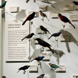 Harvard Museum of Natural History - Birds!