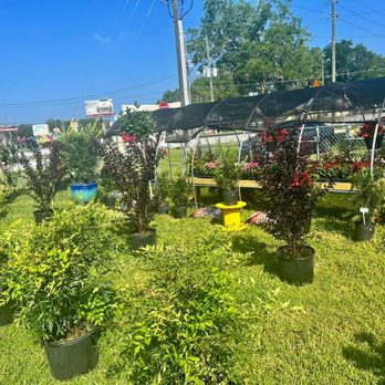 Color Your World Garden Center - Landscaping Near Me - Belleview, Florida