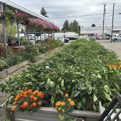 Peppers and flowers