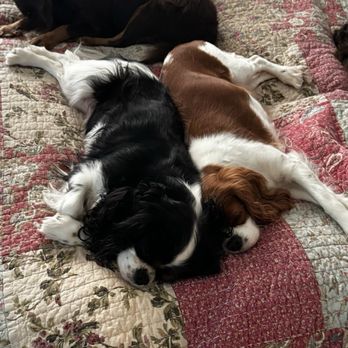 VEG ER for Pets - Cavalier dogs - Emergency Pet Hospital Near Me - Jacksonville, Florida VEG ER for Pets - Cavalier dogs - Emergency Pet Hospital Near Me - Jacksonville, Florida