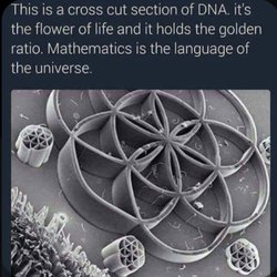 Gia Hoa Pham - Divine Seed Acupuncture - I love Sacred Geometry.