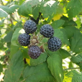 Biringer Farm - Blackcaps (tastes like a cross between blueberries and blackberries, to me! - Fruits & Veggies Near Me - Arlington, Washington