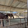 Photo of Griffith Park Horse Rentals