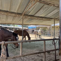 Griffith Park Horse Rentals