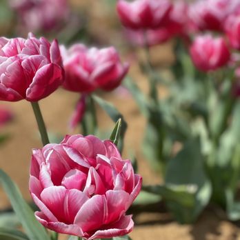 Texas-Tulips - Nurseries & Gardening Near Me - Pilot Point, Texas