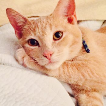 Foothills Animal Rescue - Happy cat. - Animal Shelters Near Me - Scottsdale, Arizona