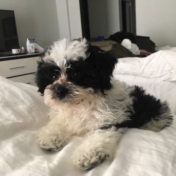 Florida Puppies Online - Pet Adoption Near Me - Naples, Florida Florida Puppies Online - Pet Adoption Near Me - Naples, Florida