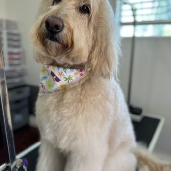 Magnolia Grooming - Hazel: Long-time client, therapy dog, and loved by our groomers. - Pet Groomers Near Me - Reseda, California Magnolia Grooming - Hazel: Long-time client, therapy dog, and loved by our groomers. - Pet Groomers Near Me - Reseda, California