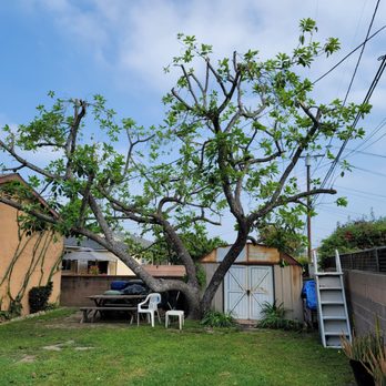 Octavio's Tree Service - After - Tree Services Near Me Octavio's Tree Service - After - Tree Services Near Me