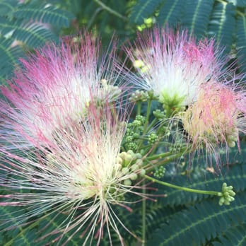Fred G Bond Metro Park - Mimosa - Parks Near Me - Cary, North Carolina Fred G Bond Metro Park - Mimosa - Parks Near Me - Cary, North Carolina