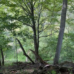 Leydecker Road Cazenovia Creek Access Trail - Steep hill/cliffside view of Cazenovia Creek