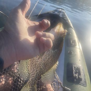 Emigrant Lake County Park - Morning catch - nice 10" Crappie - Emigrant Lake, Ashland, OR - July 25, 2025 - RV Parks Near Me - Ashland, Oregon Emigrant Lake County Park - Morning catch - nice 10" Crappie - Emigrant Lake, Ashland, OR - July 25, 2025 - RV Parks Near Me - Ashland, Oregon