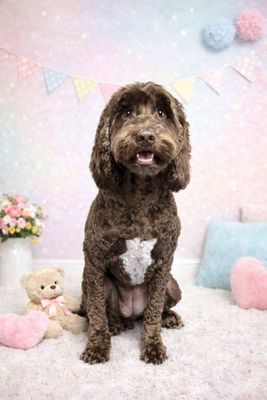 Dog On Fun on Yelp
