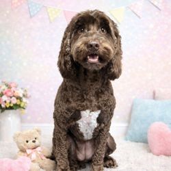 Dog On Fun - Beautiful Groom by Jacob!