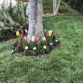 Garden Creations - a tree with flowers around it - Landscaping Near Me - Los Angeles, California