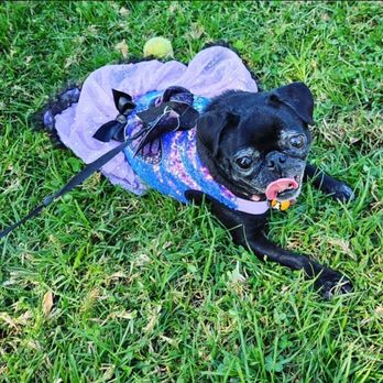 Tewinkle Park - My girl enjoying the cool grass - Parks Near Me - Costa Mesa, California