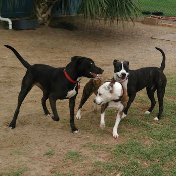 Best Fido Friends - Dogs at dolphin view. - Pet Boarding Near Me - Waco, Texas Best Fido Friends - Dogs at dolphin view. - Pet Boarding Near Me - Waco, Texas
