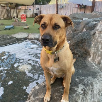 Camp Run-A-Mutt - Pet Sitting Near Me - Chula Vista, California