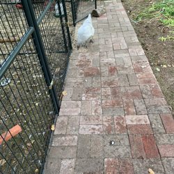 Bellaire Bed & Breakfast - Chickens and the chicken coop.