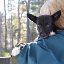 Kennebec Valley Humane Society