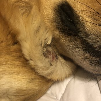 starmark dog boarding