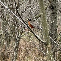 McKinley Woods of Moose Island