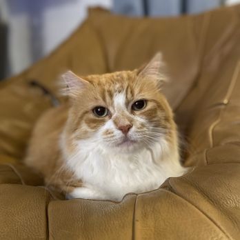 Pet Food Express - Meowth- after his blow dry - Pet Stores Near Me - Pasadena, California