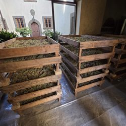 Castello di Verrazzano - Drying grapes for sweet wine - Horizontally