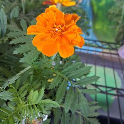 Grace's Hydro-Organic Garden Center