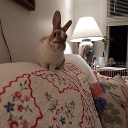 The newest rabbit member of our home, Harriet. She also received an excellent checkup and nail trim at Dupont Veterinary clinic. The newest rabbit member of our home, Harriet. She also received an excellent checkup and nail trim at Dupont Veterinary clinic.
