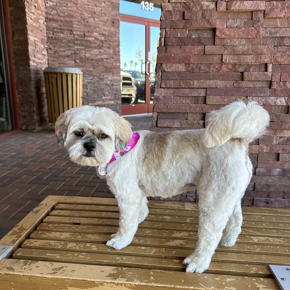 Royalty Pet Spa - Pet Groomers Near Me - Las Vegas, Nevada Royalty Pet Spa - Pet Groomers Near Me - Las Vegas, Nevada