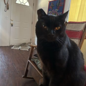 It’s Pawty Time - Pax is such a handsome boy! One of our most lovable fur babies - Dog Walkers Near Me It’s Pawty Time - Pax is such a handsome boy! One of our most lovable fur babies - Dog Walkers Near Me