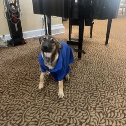 Siskiyou Springs Senior Living - Meet Joy! She is helping the Caretakers today.
